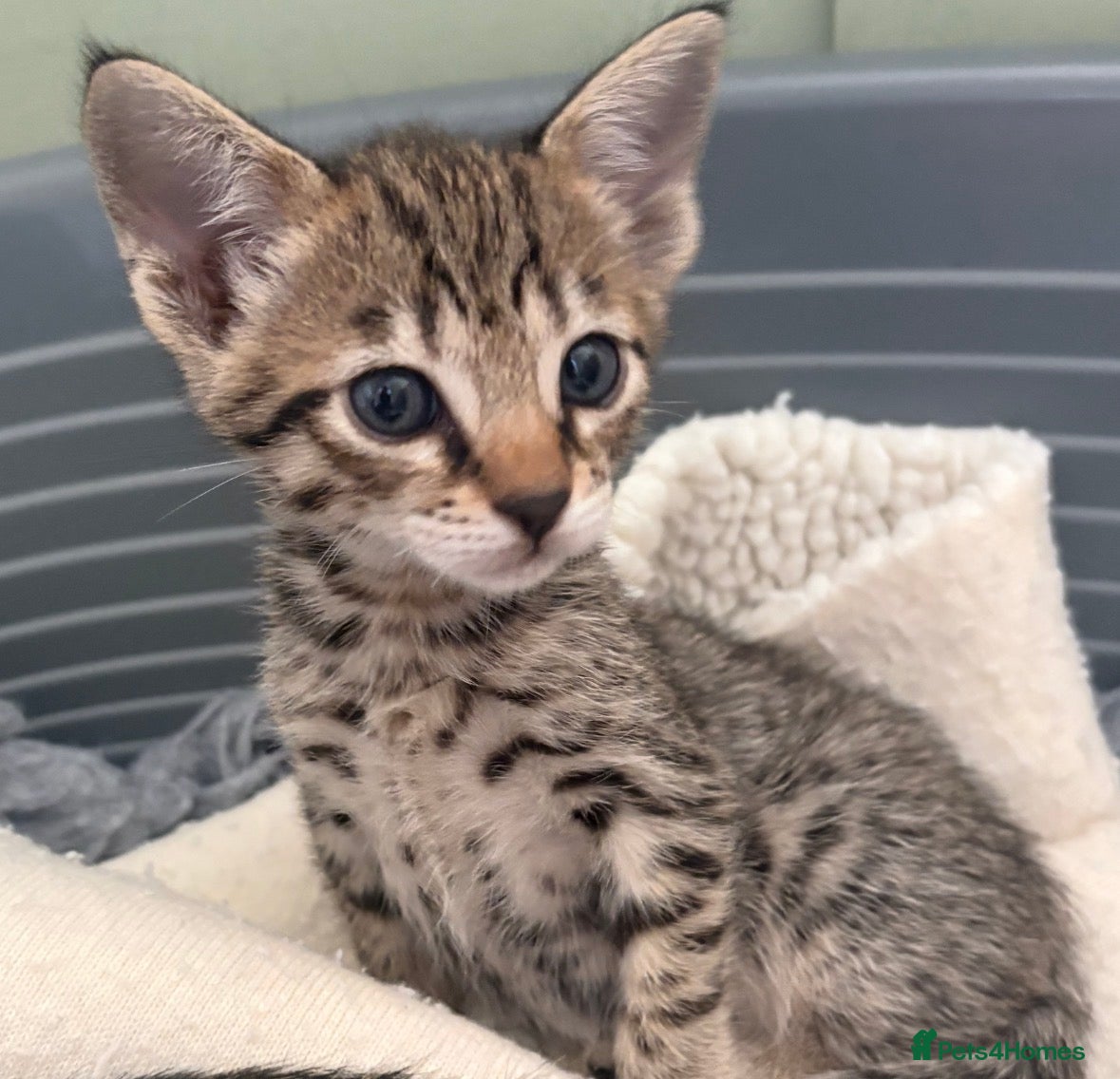 Savannah cats Beautiful SBT female - Advert 4