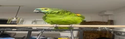 Parrots birds for sale: African Grey Congo & Amazons blue -for Sale - Advert 7