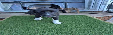 Lurcher 1