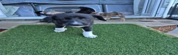 Lurcher dogs for sale: Lurcher pups in Millom - Advert 2