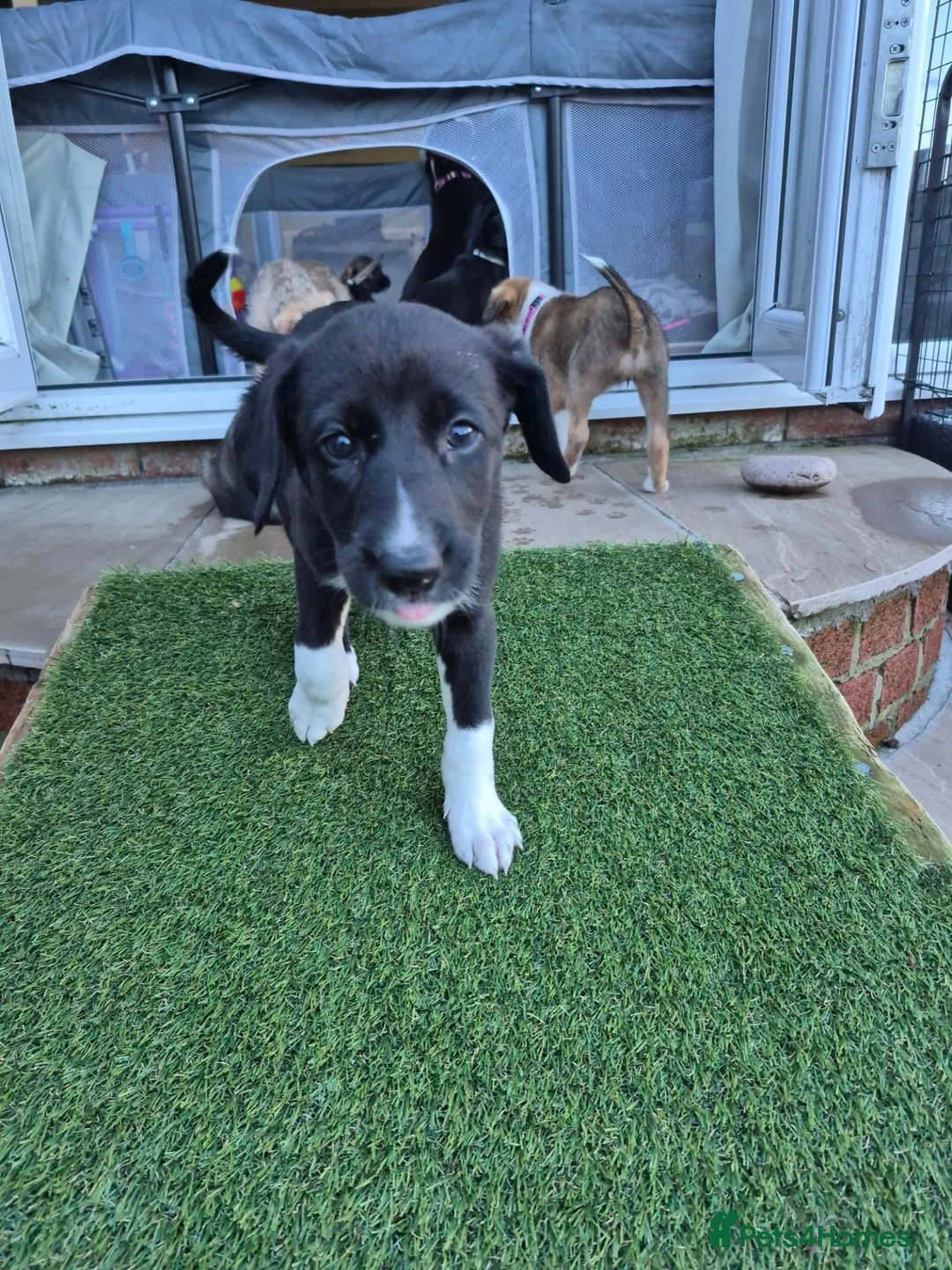 Lurcher dogs for sale: Lurcher pups in Millom - Advert 2