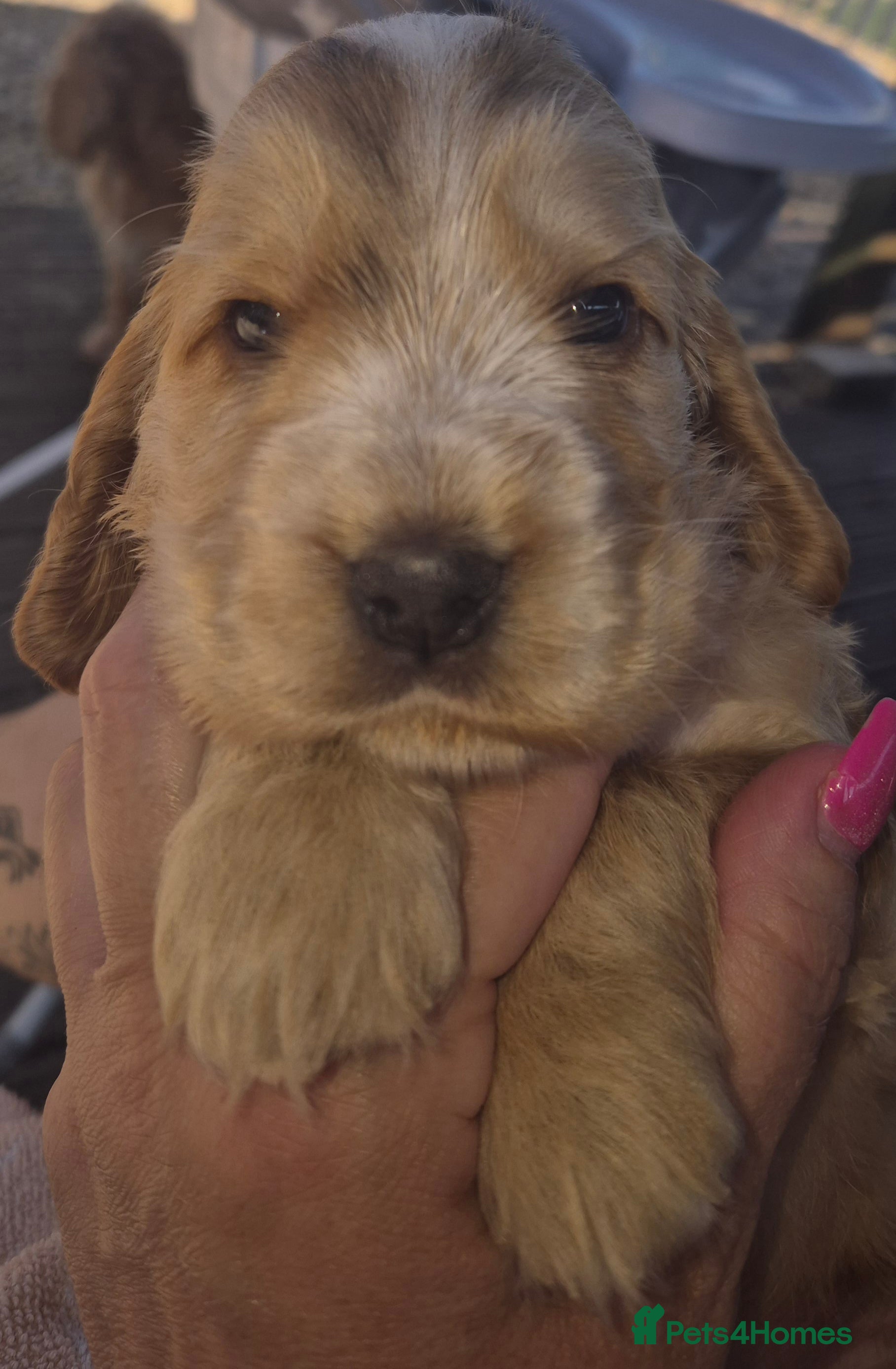 Cocker Spaniel dogs Outstanding Cocker Spaniel puppies - Advert 2