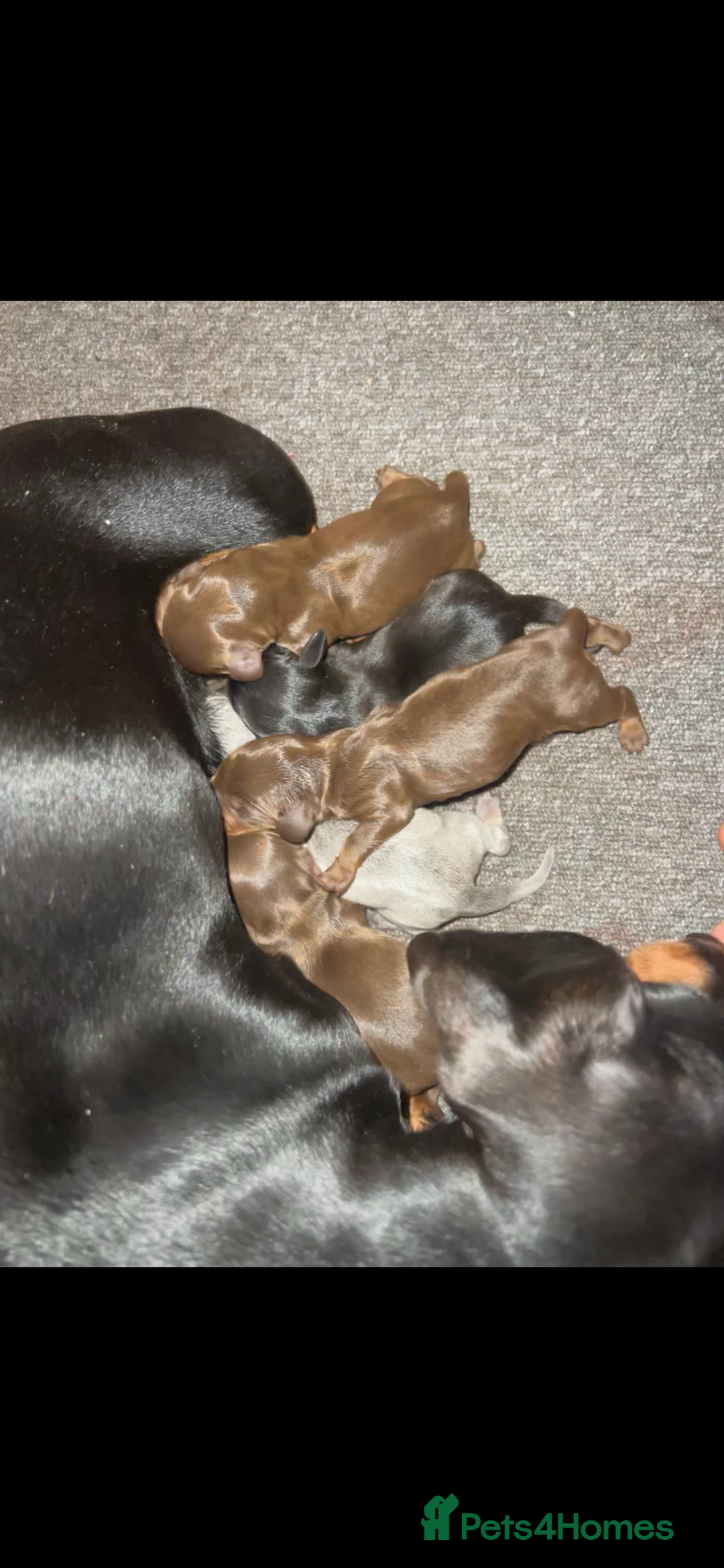 Dachshund dogs for sale: miniature dachshund - Advert 1