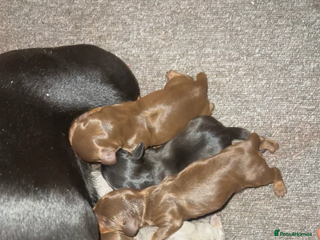 Dachshund dogs miniature dachshund - Advert 1