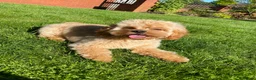 Cavapoo dogs for stud: 🐾 Proven F1 Cavapoo Stud – £300 🐾 in Chesterfield - Advert 5