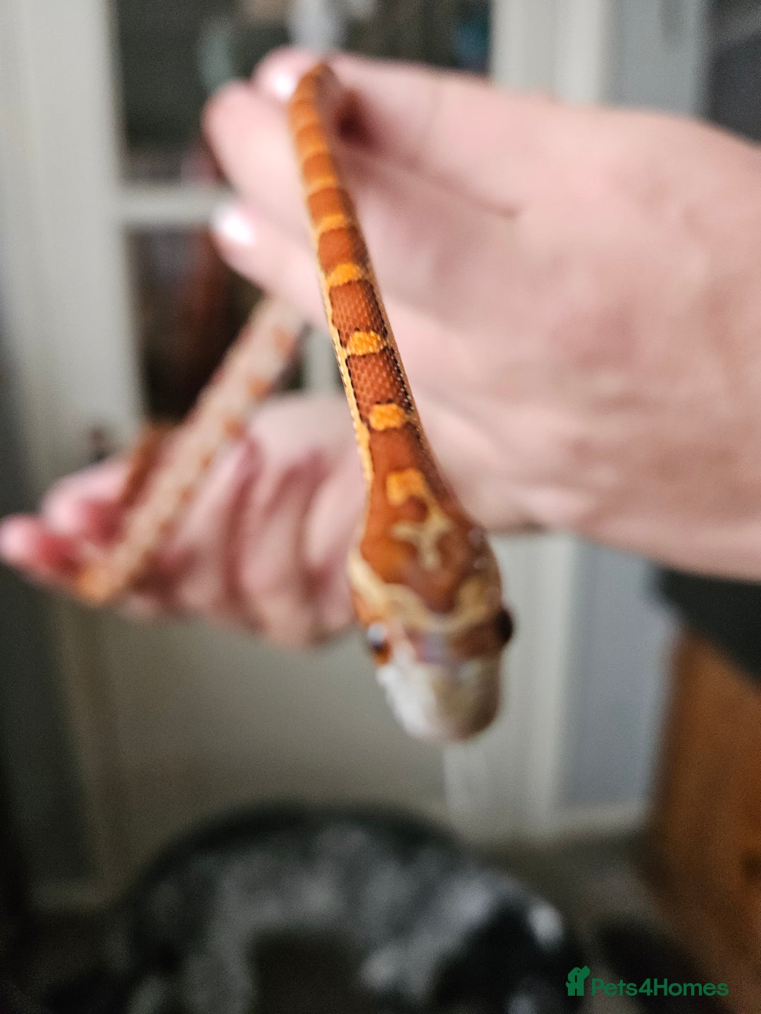Corn Snake reptiles for sale: Corn snake Bolton - Image 4