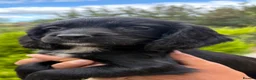 Sprocker dogs for sale: Beautiful F1 Sprocker Puppies  - Advert 22