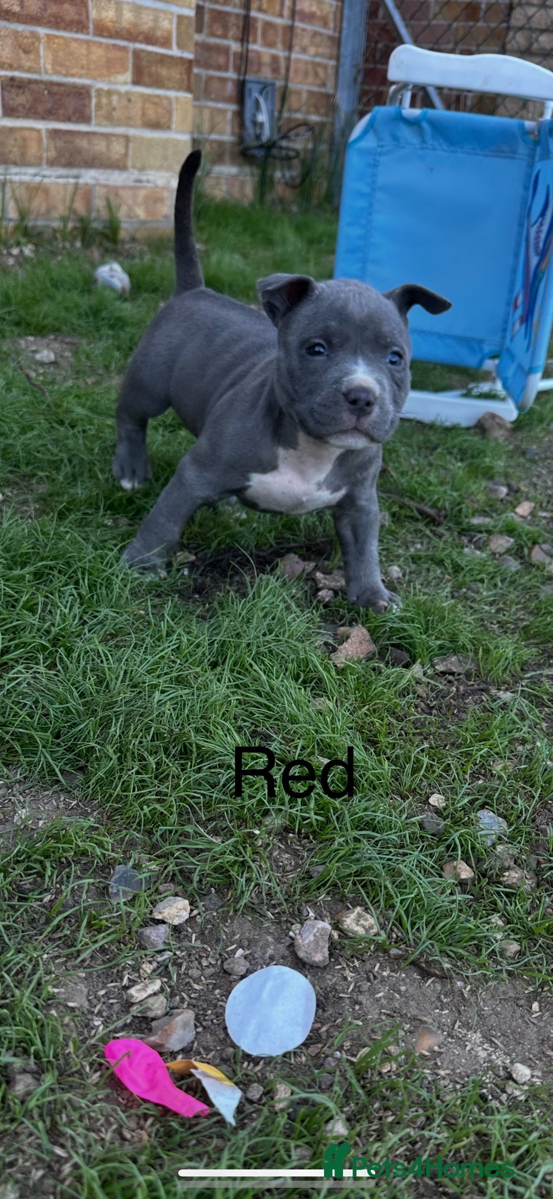 American Bulldog dogs for sale: Pocket bullys - Image 3