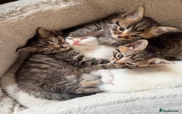 Mixed Breed cats for sale: Mixed breed Turkish Angora fluffy kittens - Image 1