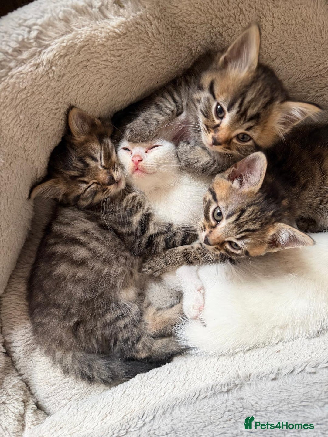 Mixed Breed cats for sale: Mixed breed Turkish Angora fluffy kittens - Image 1