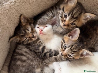 Mixed Breed cats - Advert 33