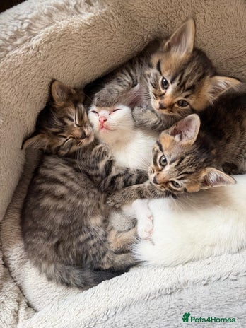 Mixed Breed cats - Advert 3