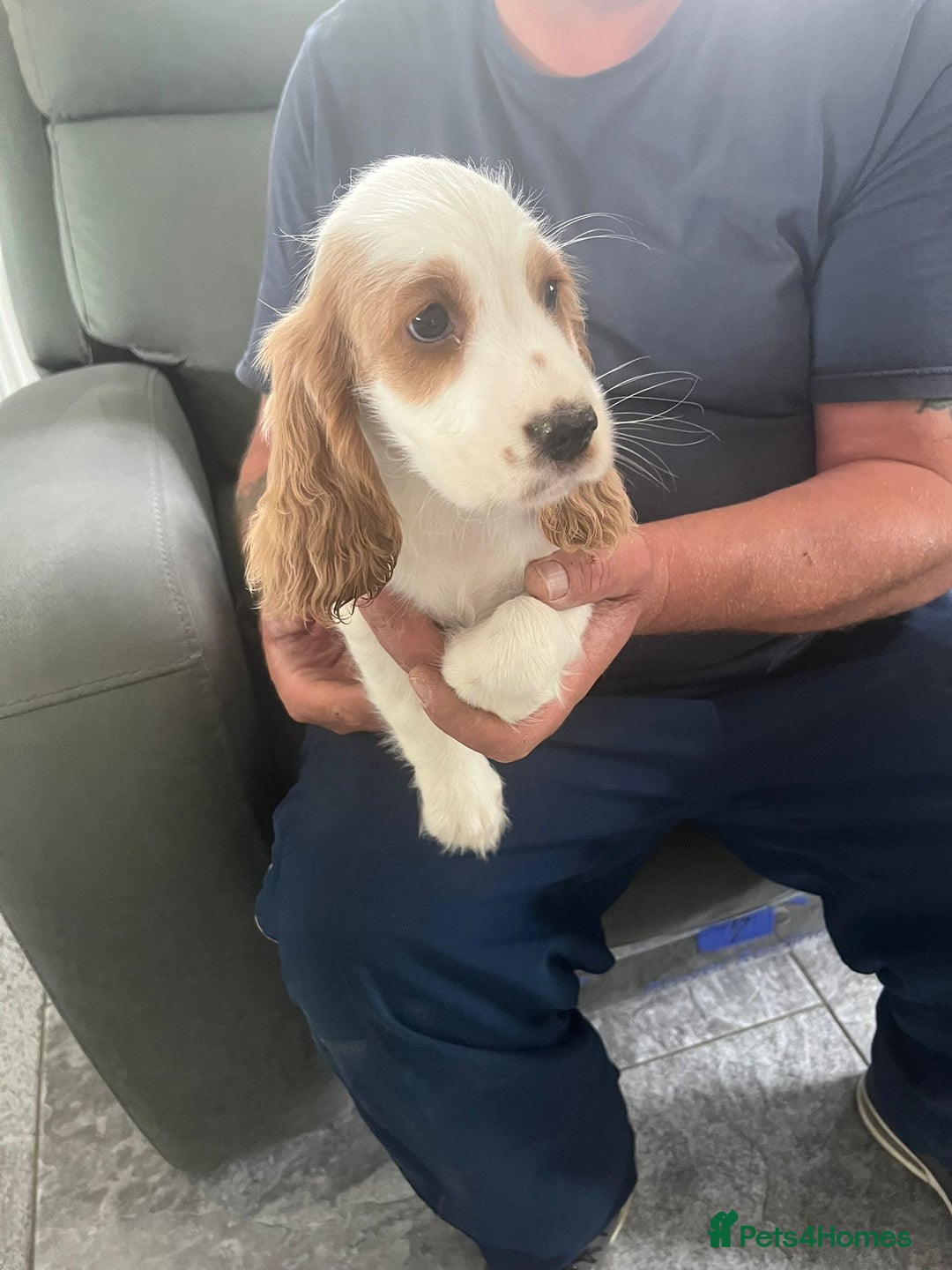 Cocker Spaniel dogs for sale: OUT STANDING  GORGEOUS SHOW TYPE COCKER SPANIEL  - Image 32