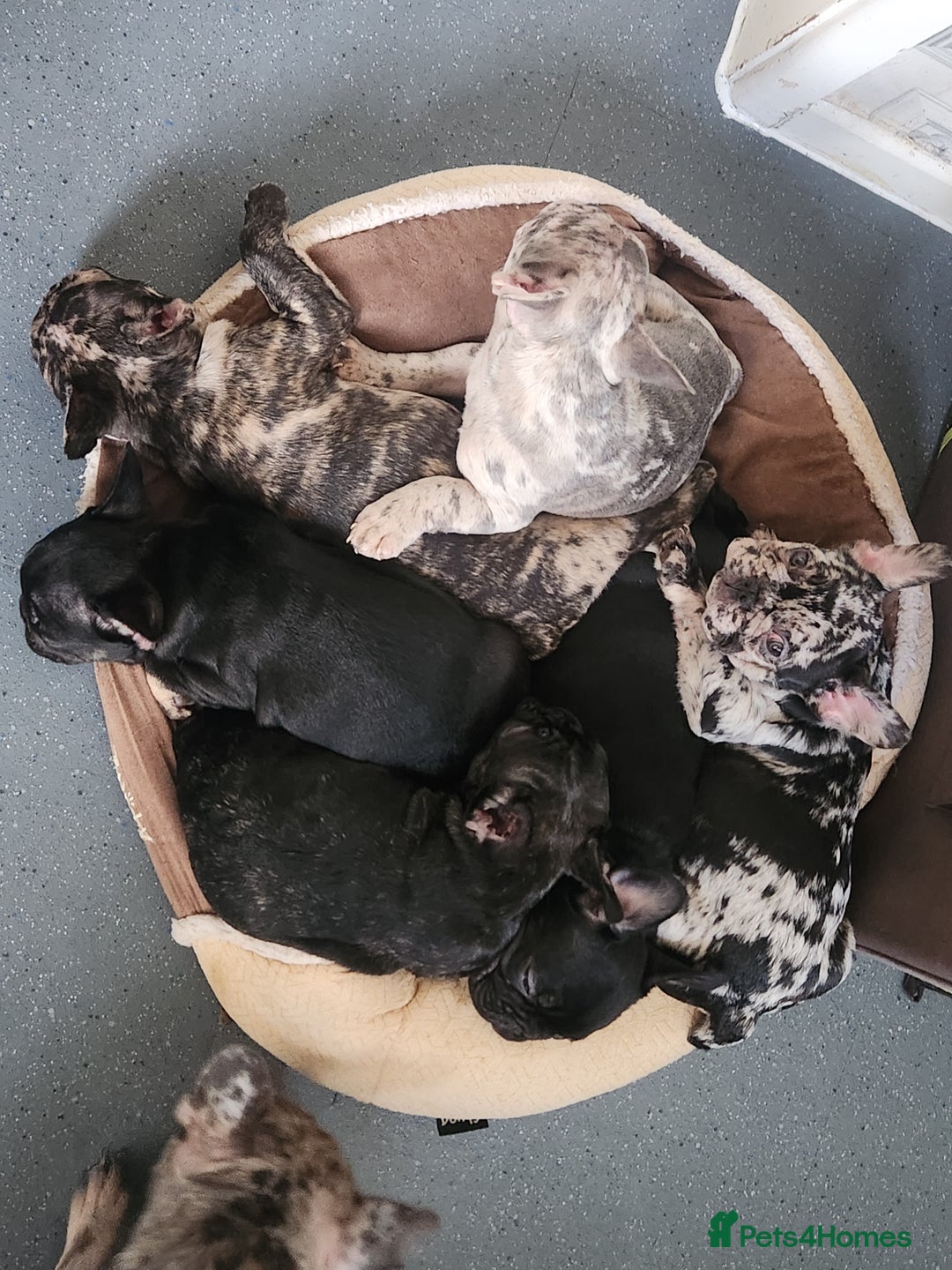 French Bulldog dogs for sale: Beautiful Puppy's For Sale  - Advert 10