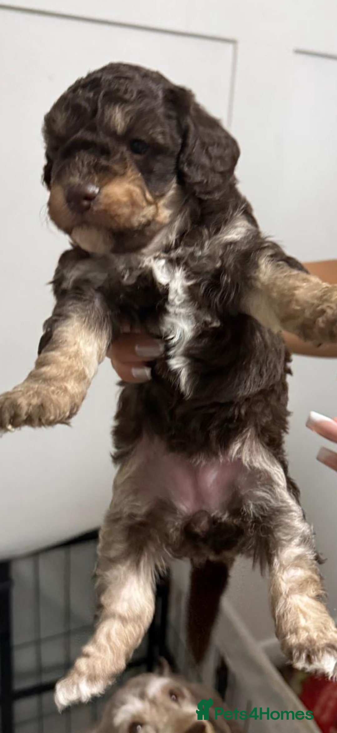 Toy Poodle dogs for sale: Chocolate phantom non fading toy poodles  - Advert 8