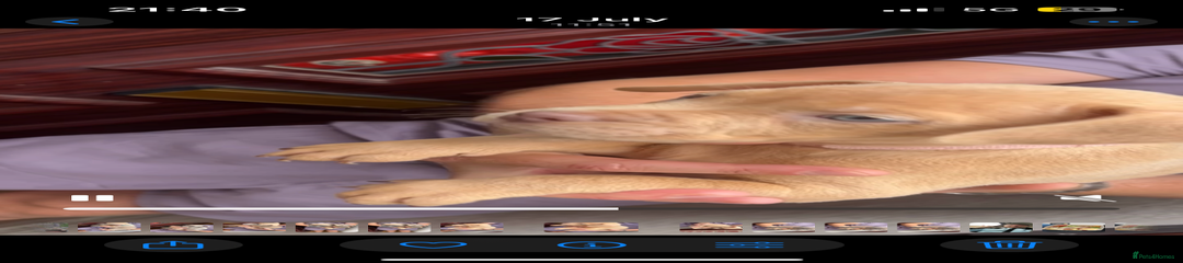 American Bully Puppy 2