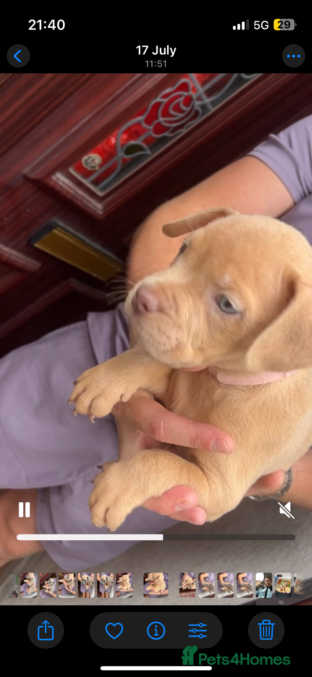 American Bully dogs for sale: Pocket bullies  - Image 4