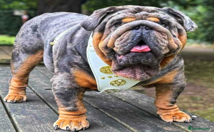 English Bulldog dogs Bugzy - Advert 9