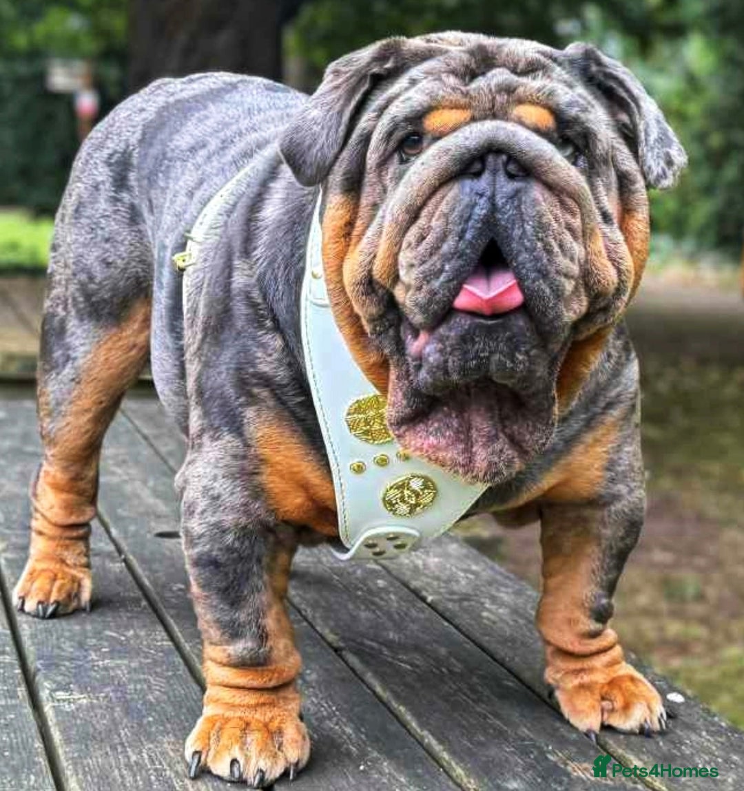 English Bulldog dogs for stud: Bugzy - Advert 3