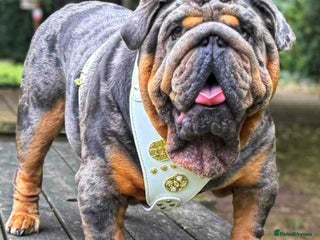 English Bulldog dogs Bugzy - Advert 13