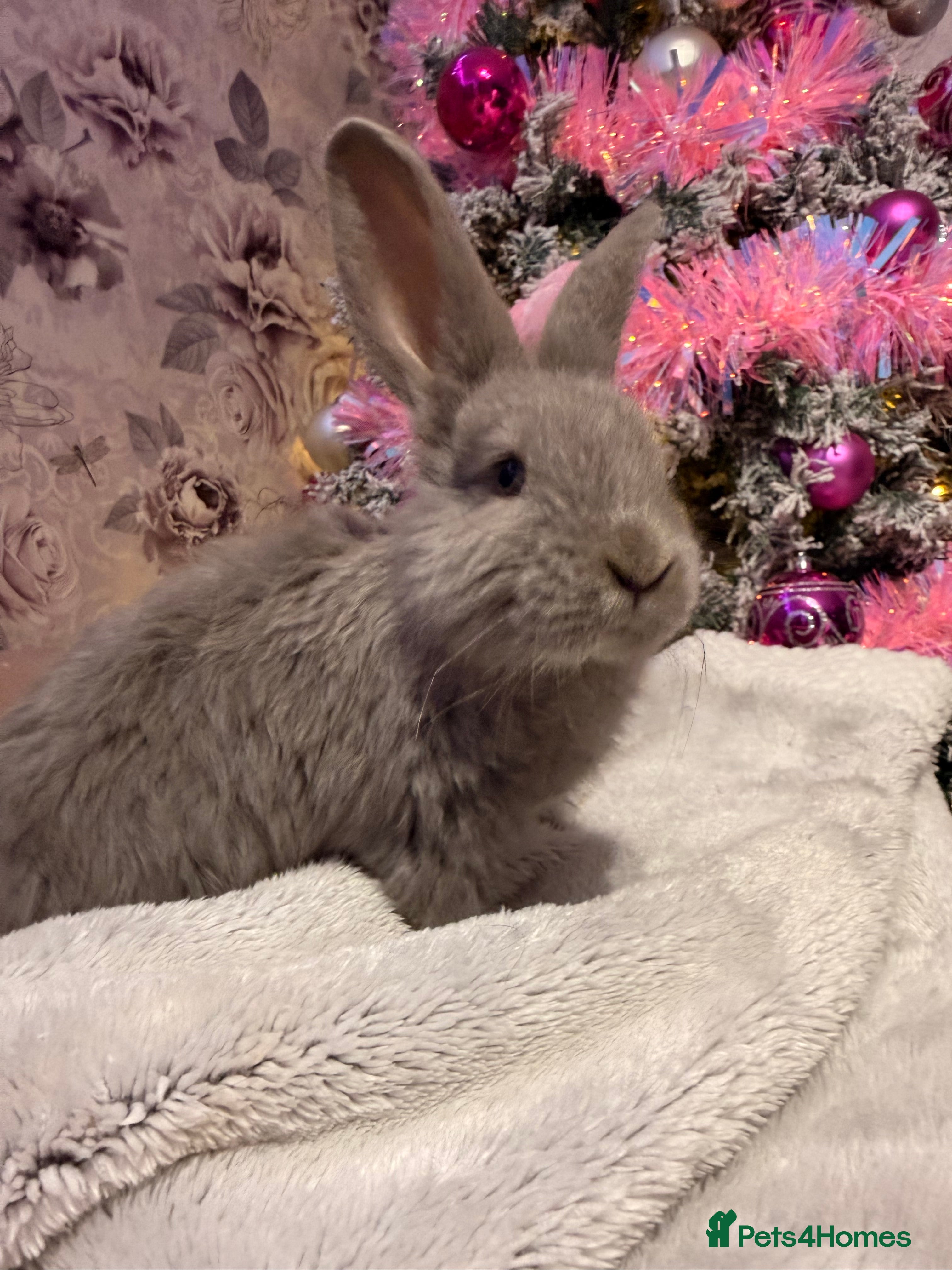 Mixed Breed rabbits French lop x Angora  - Advert 1
