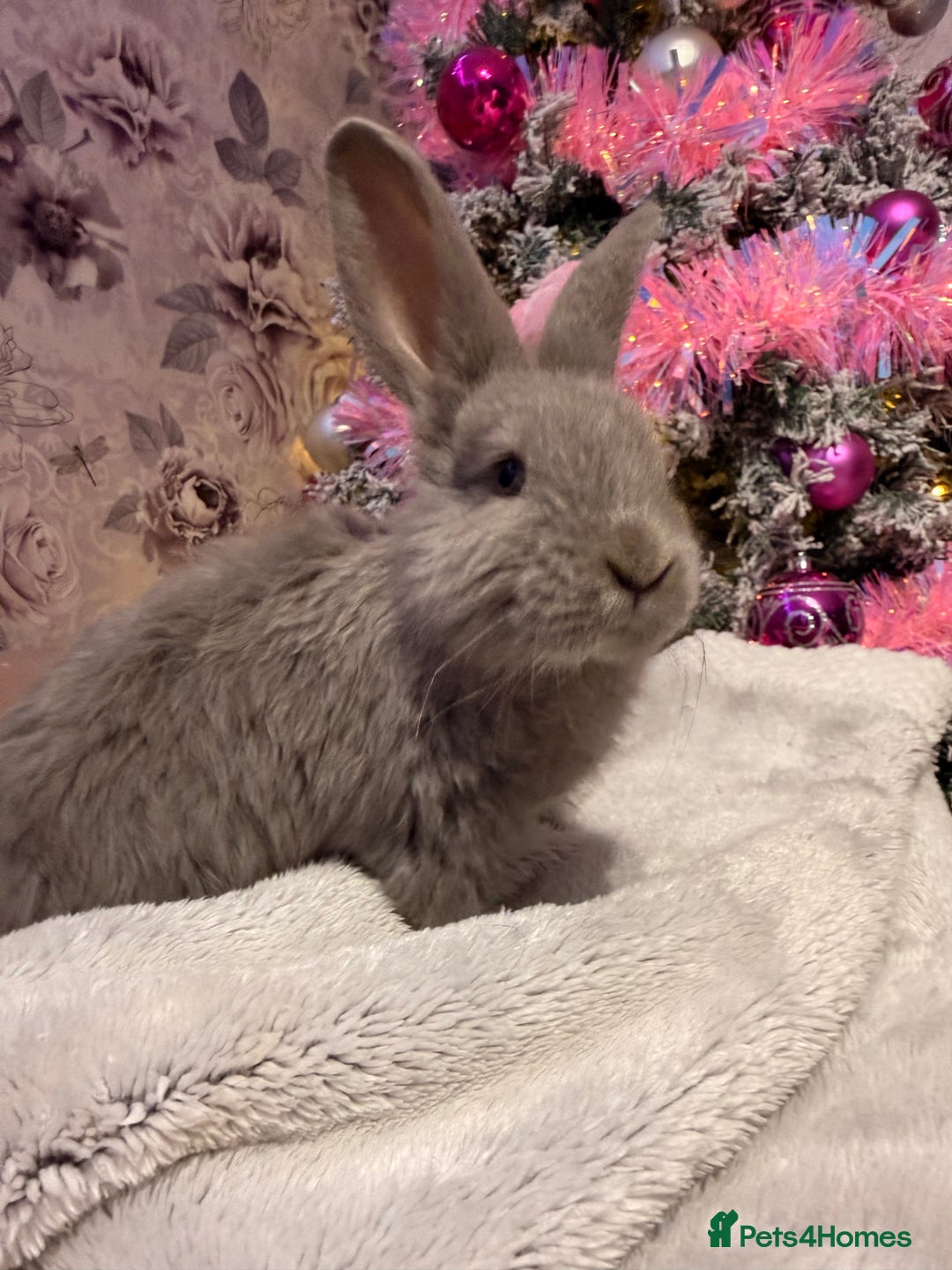 Mixed Breed rabbits for sale: French lop x Angora  - Advert 1