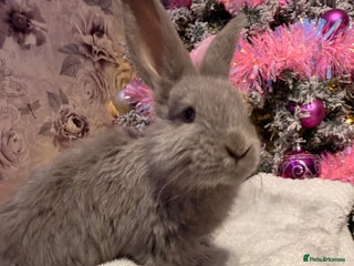 Mixed Breed rabbits French lop x Angora - Advert 1