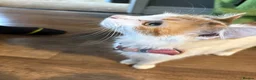 Mixed Breed cats for sale: 3 beautiful kittens ready for there new homes  - Advert 1