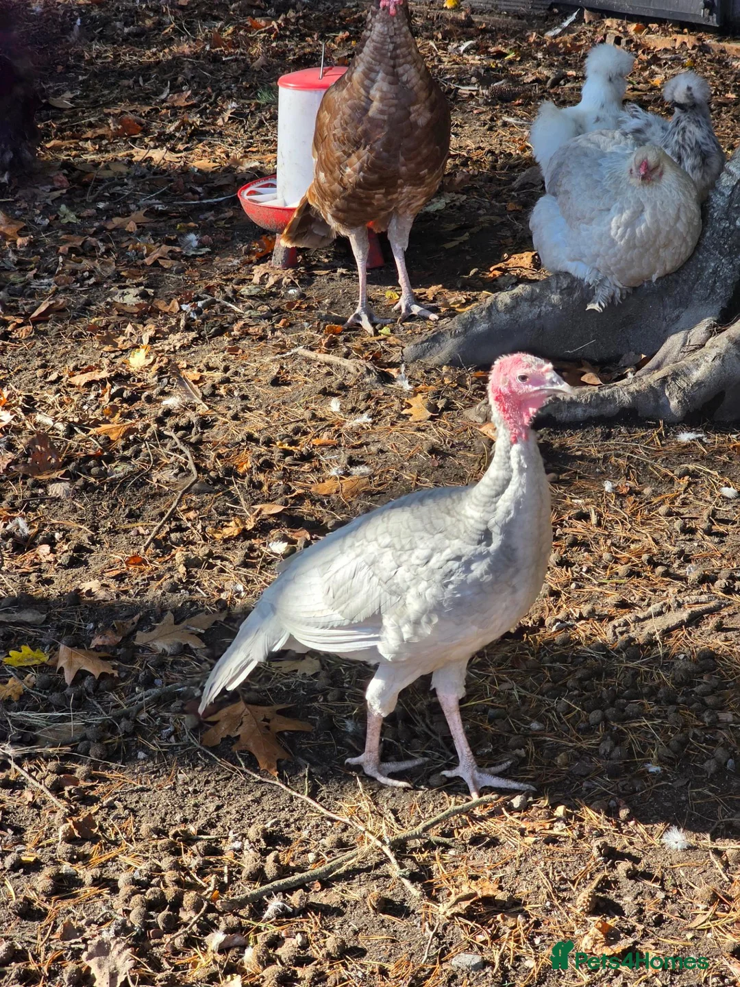 Turkeys poultry for sale: A pair of Slate Turkeys- Mr & Mrs in Liss - Advert 2