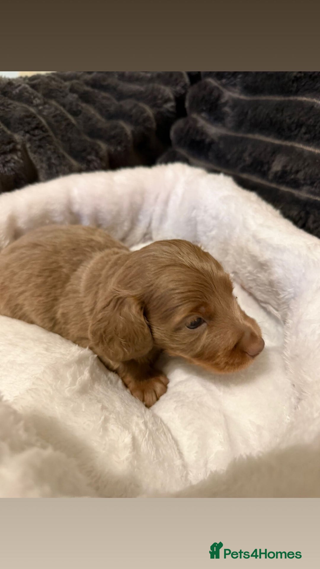 Miniature Dachshund dogs for sale: Stunning Miniature Dachshund kc reg READY NOW 🎄🎄 - Advert 18
