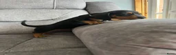 Miniature Dachshund dogs for sale: Miniature Dachshund Puppies in Dumfries - Advert 6