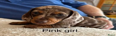 Miniature Dachshund 3