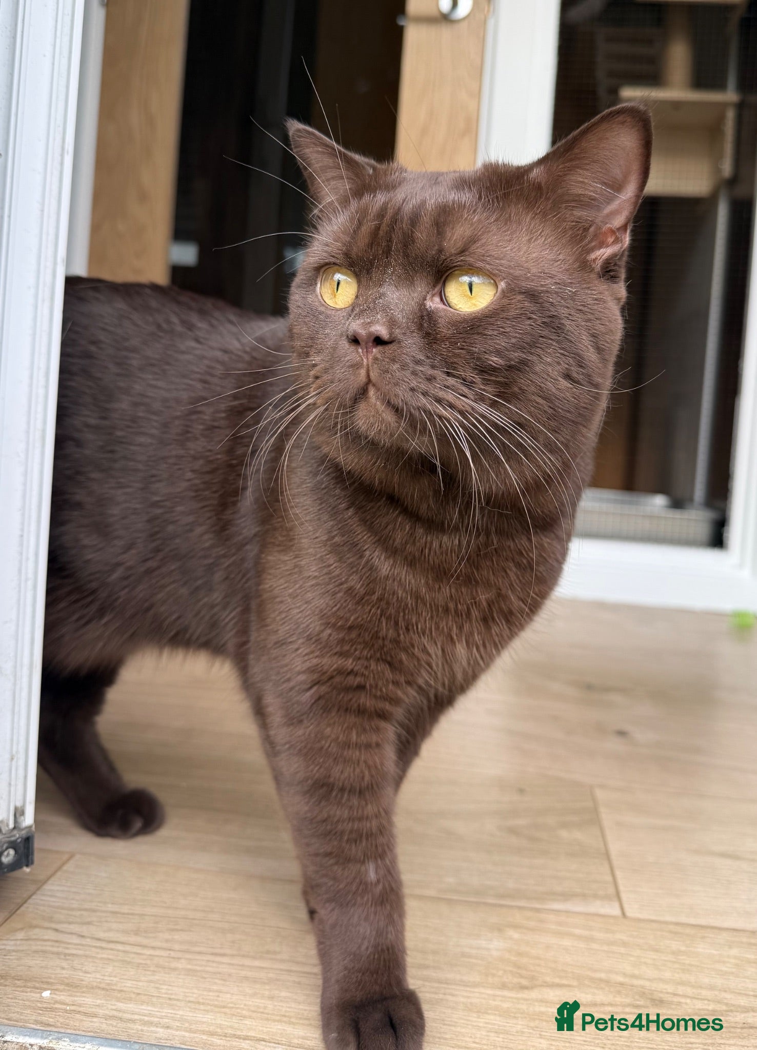 British Shorthair cats 🐾 Stud Cat Available for Mating 🐾 - Advert 1