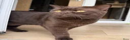 British Shorthair cats for stud: 🐾 Stud Cat Available for Mating 🐾 - Advert 4