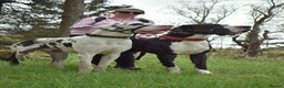 Great Dane dogs for stud: Great Dane for Stud in Bathgate - Advert 10