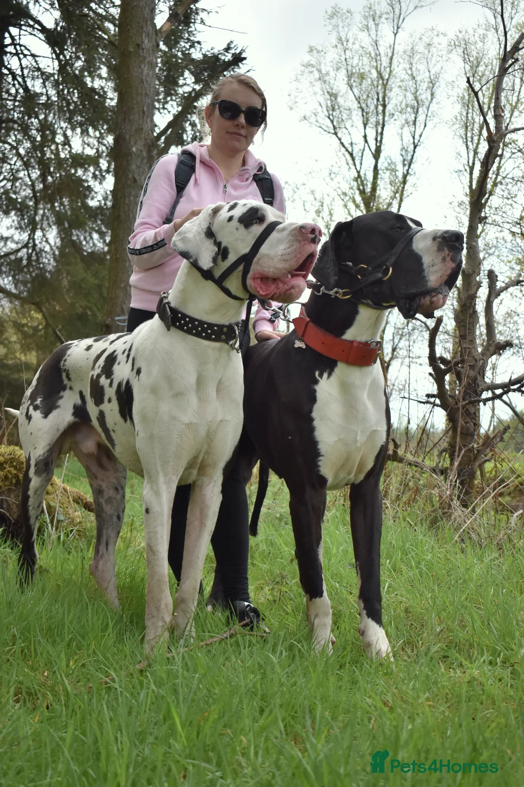 Great Dane dogs for stud: Great Dane for Stud in Bathgate - Advert 10