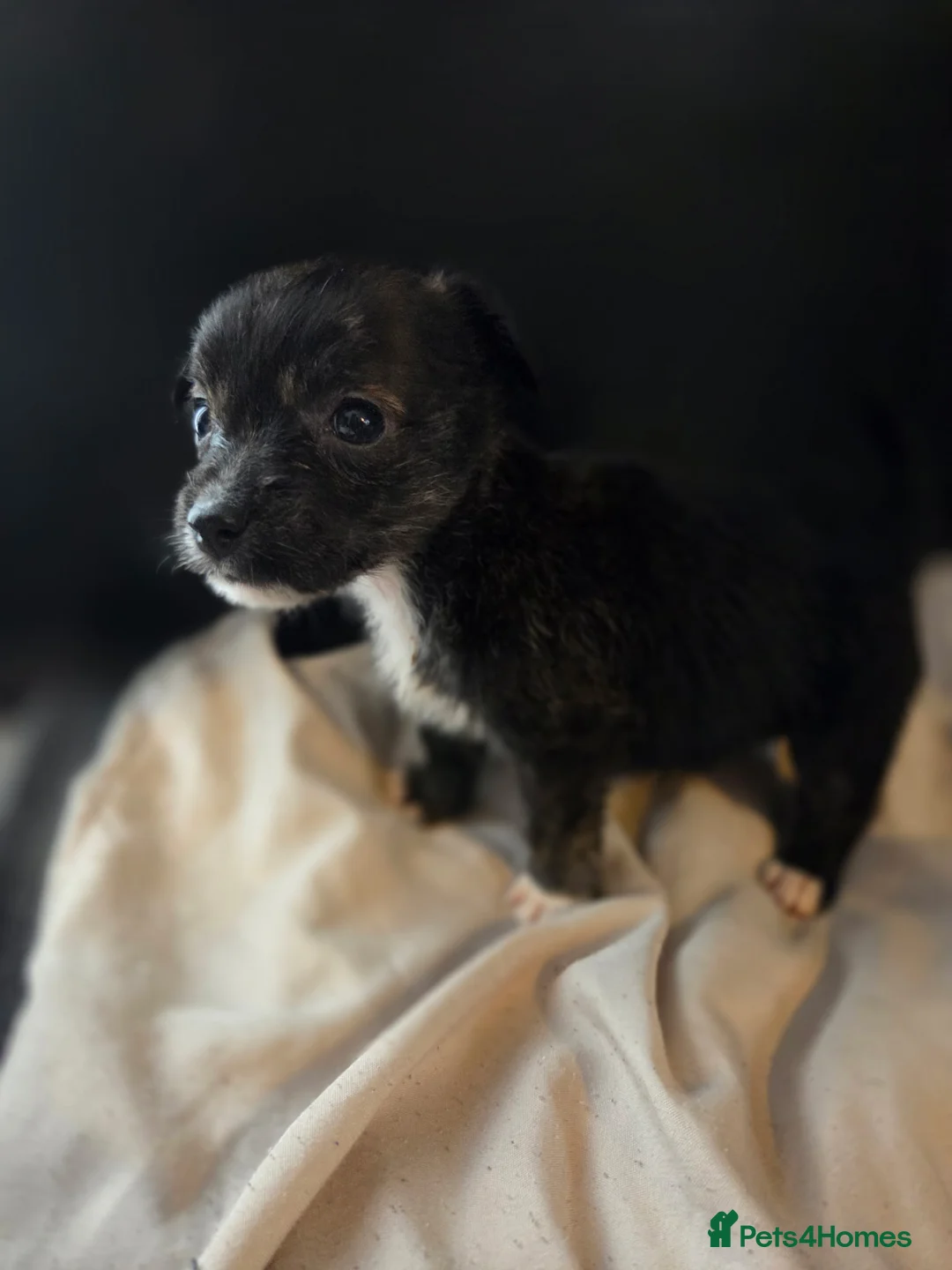 Mixed Breed dogs for sale: West Highland Terrier mixed puppies READY SUNDAY!! - Advert 10