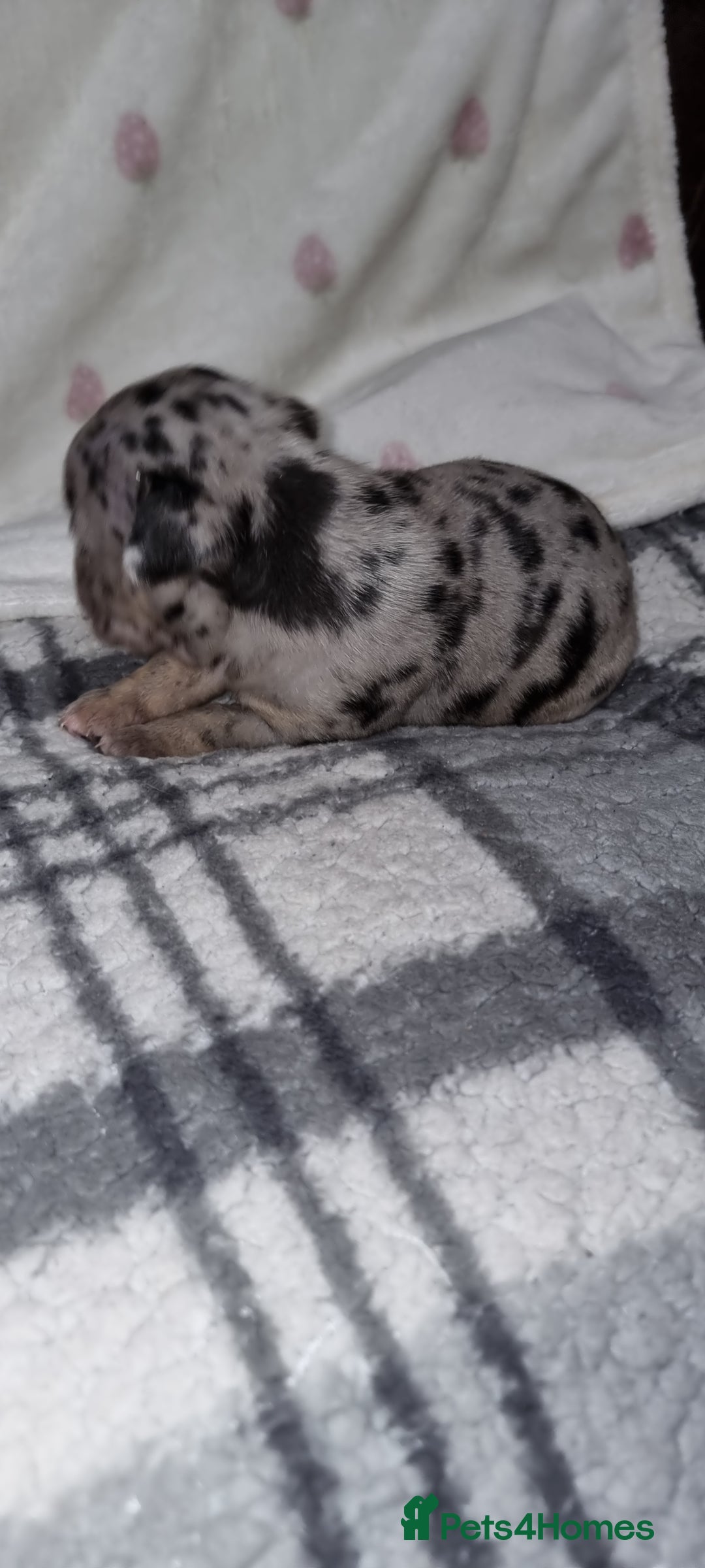 Olde English Bulldogge dogs for sale: Olde English bulldogge puppys - Advert 22