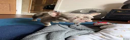 French Bulldog dogs for stud: 💙 FRENCH BULLDOG STUD AVAILABLE 💙 in Bromley - Advert 5