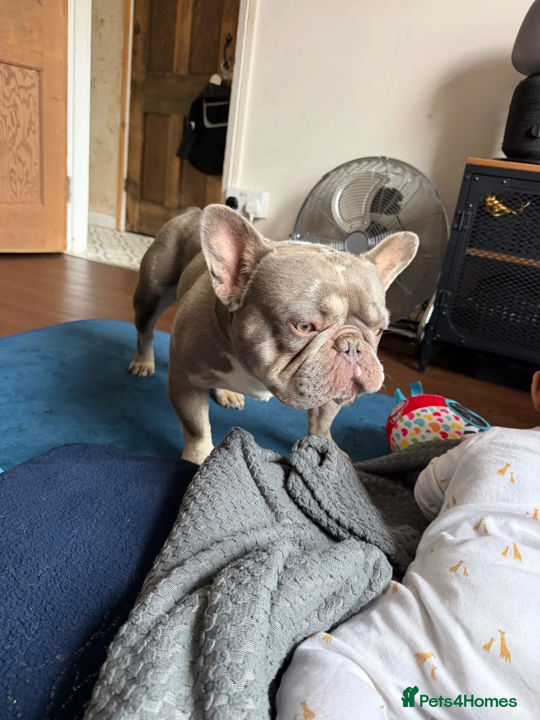 French Bulldog dogs for stud: 💙 FRENCH BULLDOG STUD AVAILABLE 💙 in Bromley - Advert 5