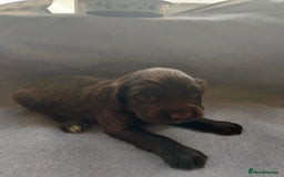 Cocker Spaniel dogs for sale: 7 beautiful cocker spaniels  - Image 13