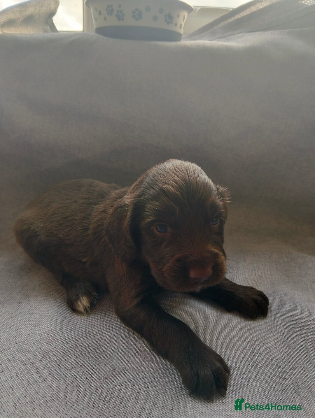 Cocker Spaniel dogs for sale: 7 beautiful cocker spaniels  - Image 13