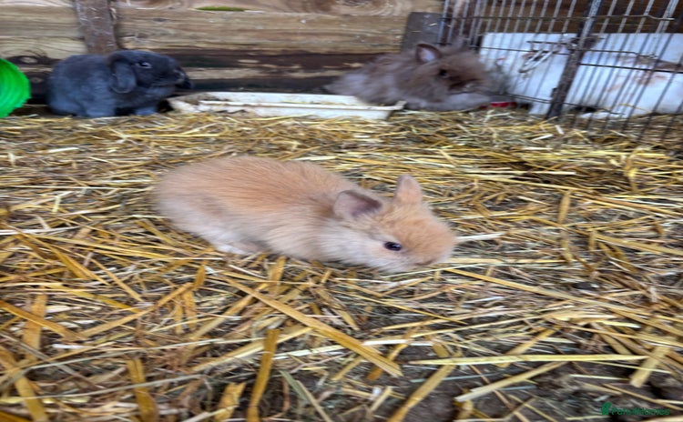 Lionhead rabbits - Advert 1