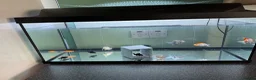 Goldfish fish for sale: I have 10 cold water gold fish  and for sale  - Advert 1