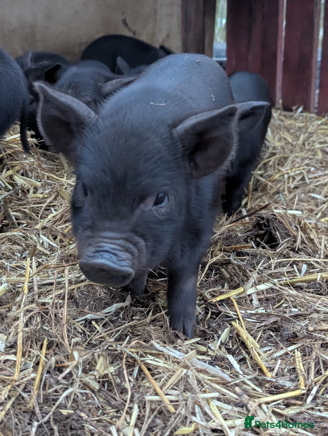 Pig livestock for sale: Kunekune piglets mixed sexes - Advert 2