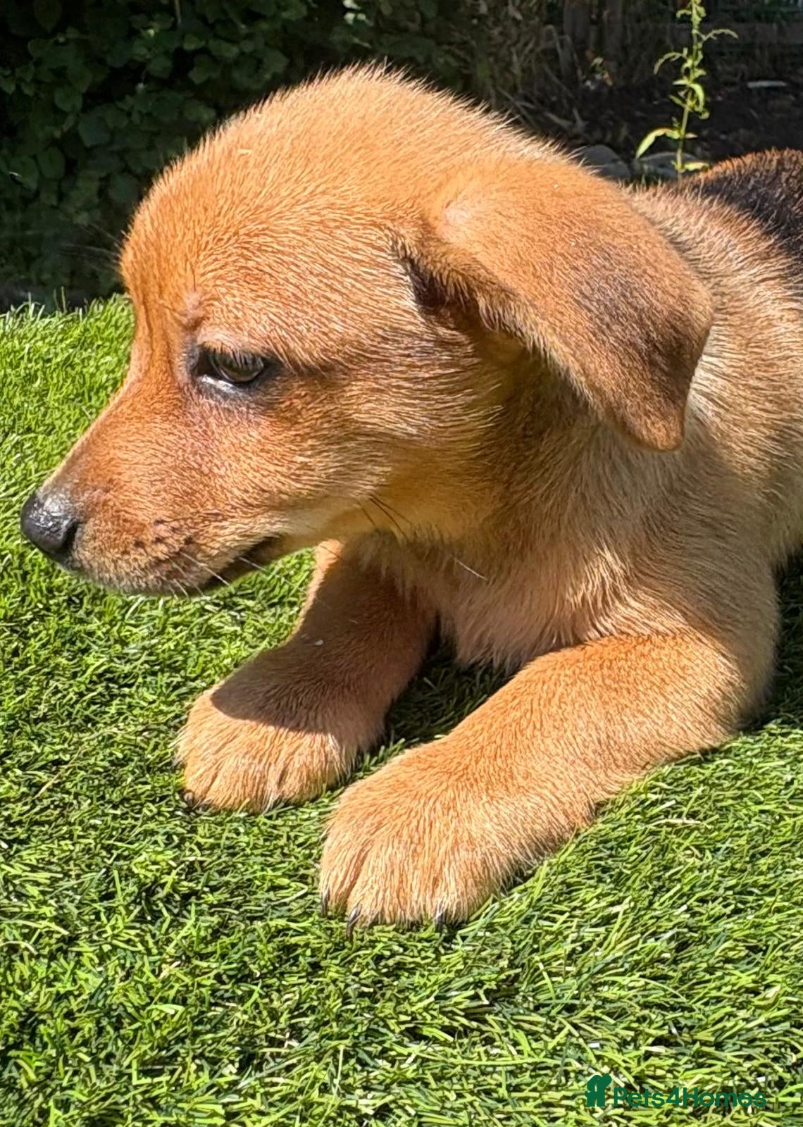 Mixed Breed dogs Lovely puggapom - Advert 2
