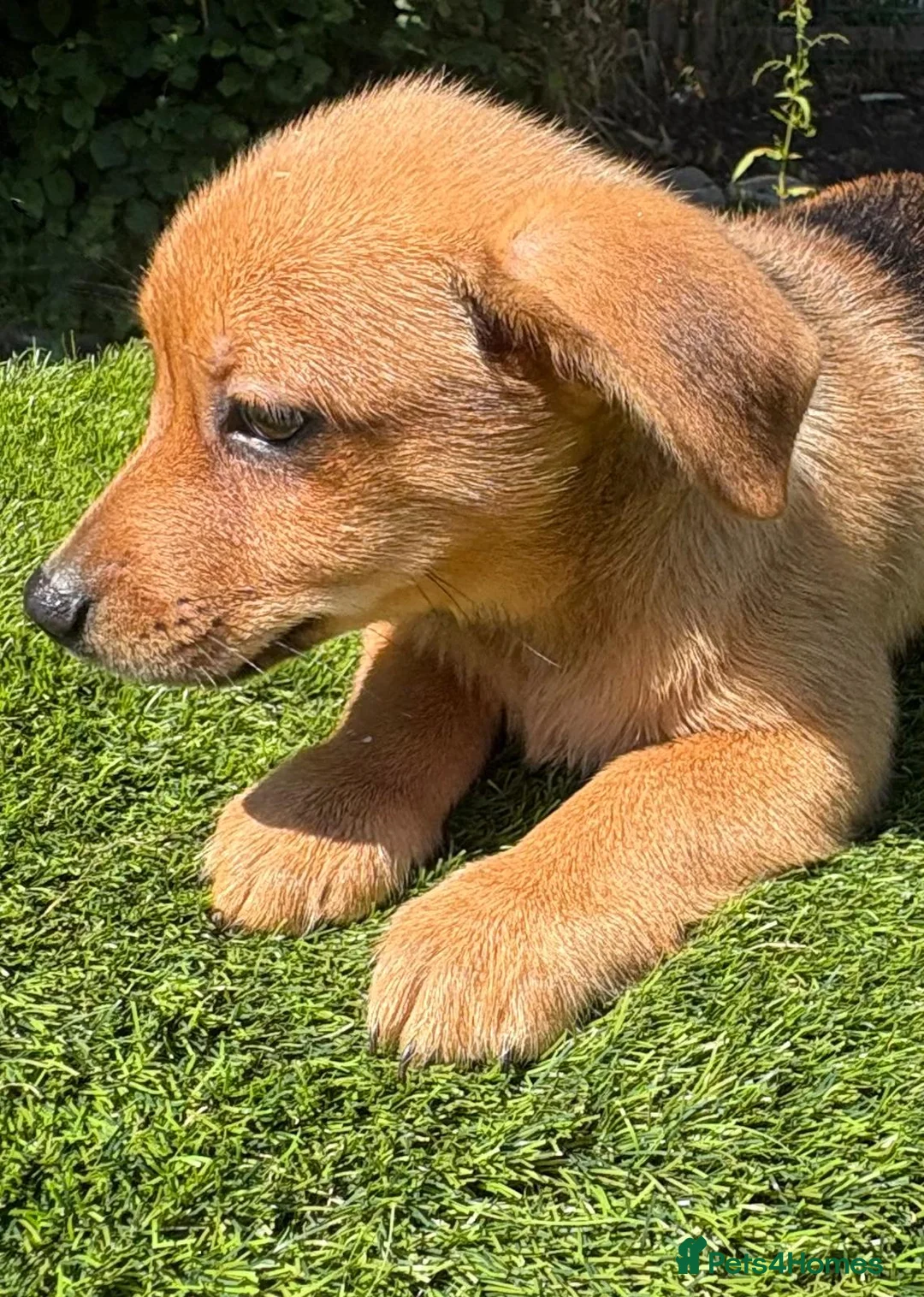 Mixed Breed dogs for sale: Lovely puggapom - Advert 1