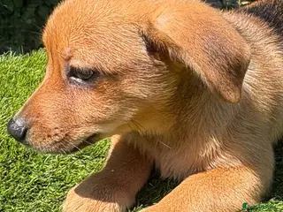 Mixed Breed dogs Lovely puggapom - Advert 2