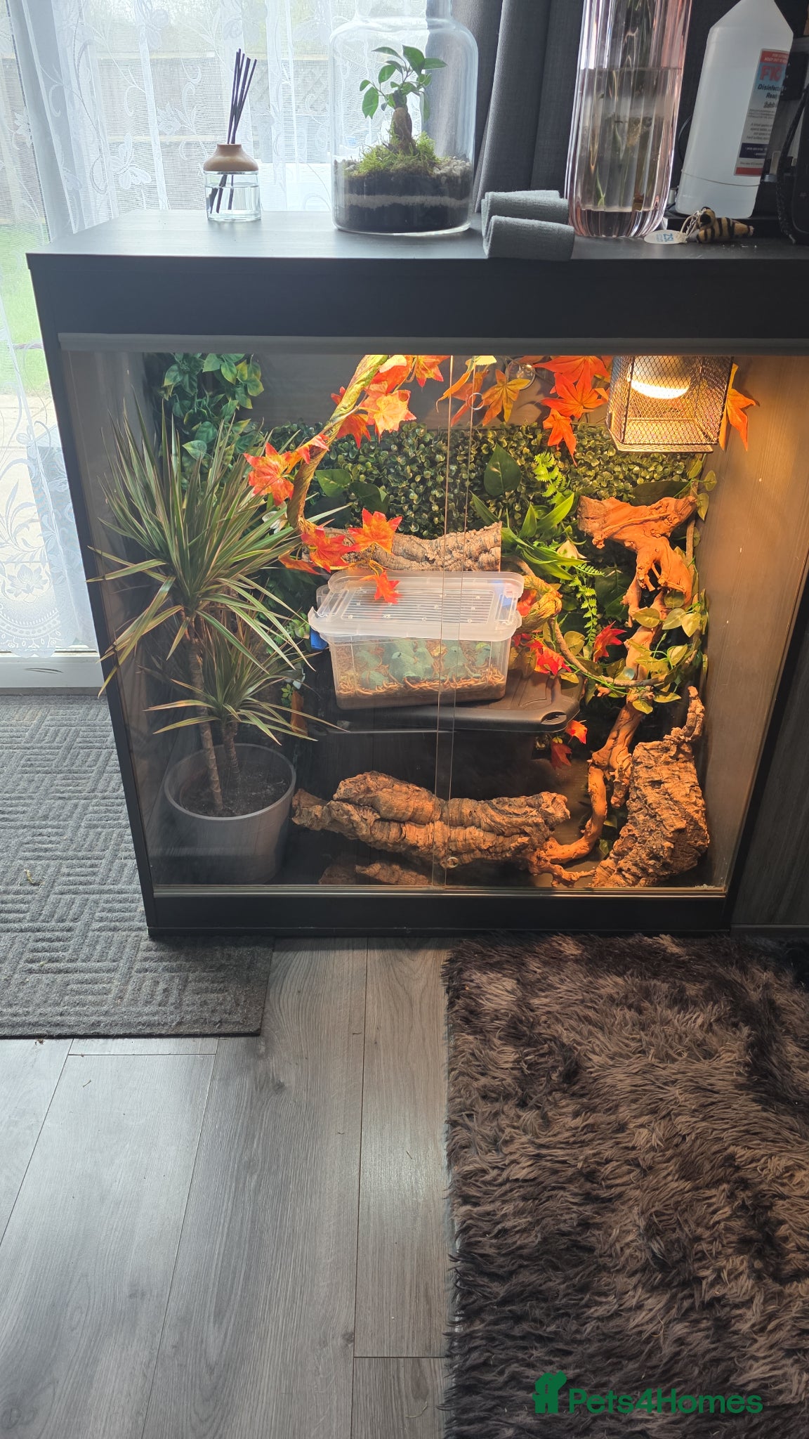 Gecko reptiles Wanted crested gecko - Advert 1
