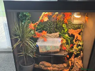 Gecko reptiles Wanted crested gecko - Advert 1